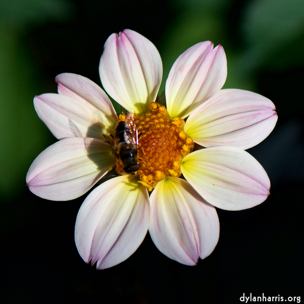 Image: Image 'escher blummen (cv) 5'.