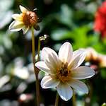 Image: First image from the photoset 'escher blummen (cv)'.