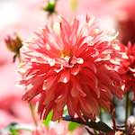 Image: Second image from the photoset 'escher blummen (cv)'.