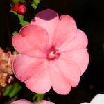 Image: Fourth image from the photoset 'escher blummen (cv)'.