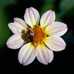 Image: Fifth image from the photoset 'escher blummen (cv)'.