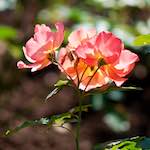 Image: Sixth image from the photoset 'escher blummen (cv)'.