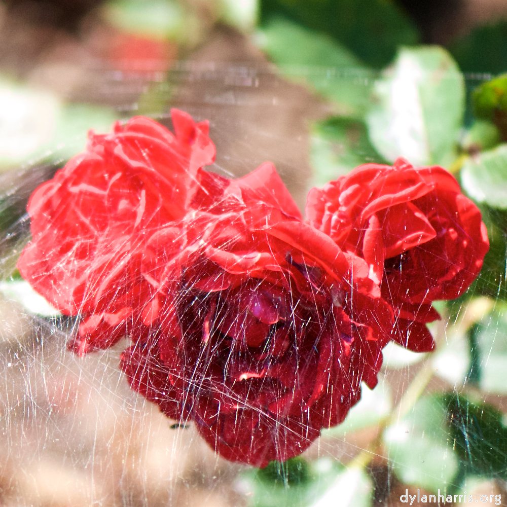 Image: Image 'escher blummen (cvii) 3'.