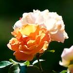 Image: Second image from the photoset 'escher blummen (cvii)'.