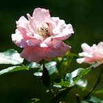 Image: Fifth image from the photoset 'escher blummen (cvii)'.