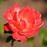 Image: Sixth image from the photoset 'escher blummen (cvii)'.