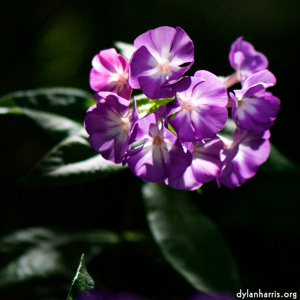 image: This is ‘
escher blummen (cviii) 1
’.