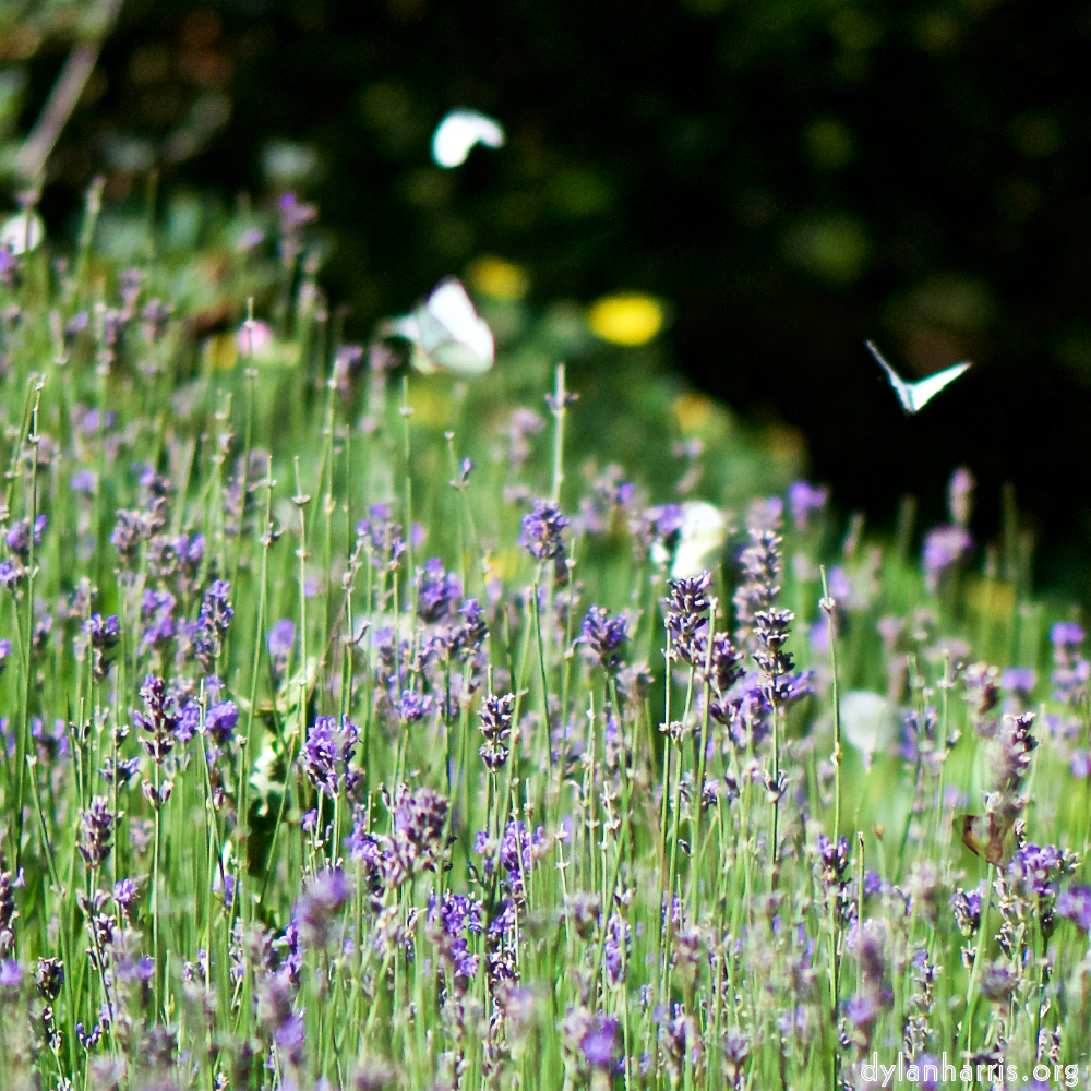 image: This is ‘
escher blummen (cviii) 2
’.