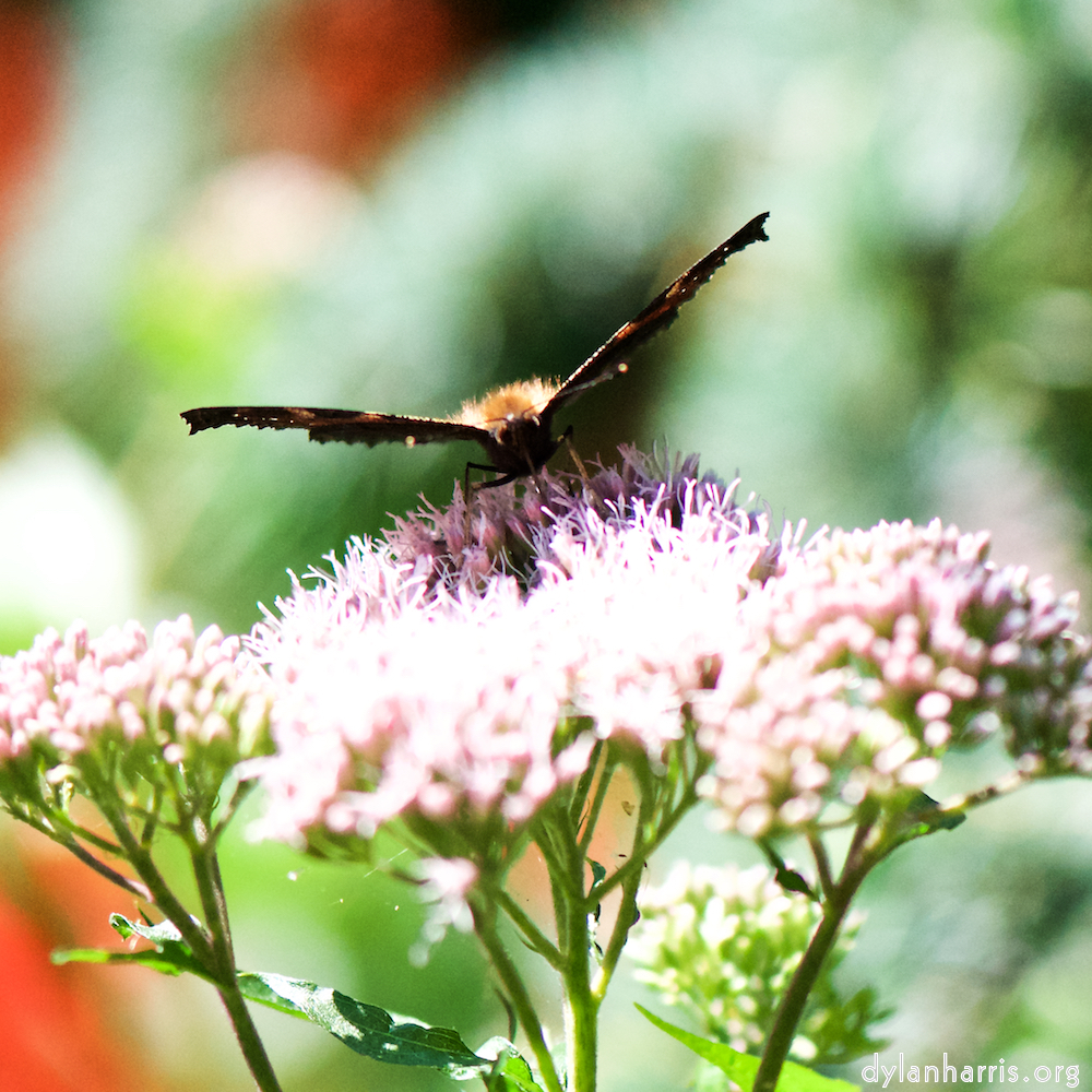 Image: Image 'escher blummen (cviii) 4'.