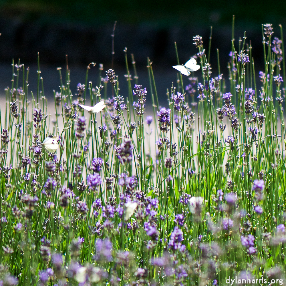 Image: Image 'escher blummen (cviii) 6'.