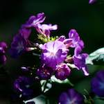 Image: Third image from the photoset 'escher blummen (cviii)'.