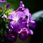 Image: Fifth image from the photoset 'escher blummen (cviii)'.