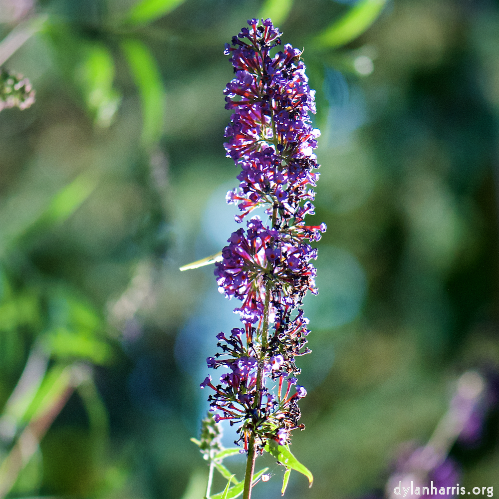 Image: Image 'escher blummen (cix) 2'.