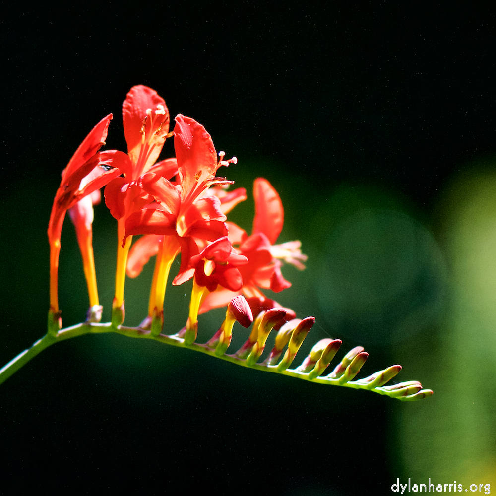 Image: Image 'escher blummen (cix) 3'.