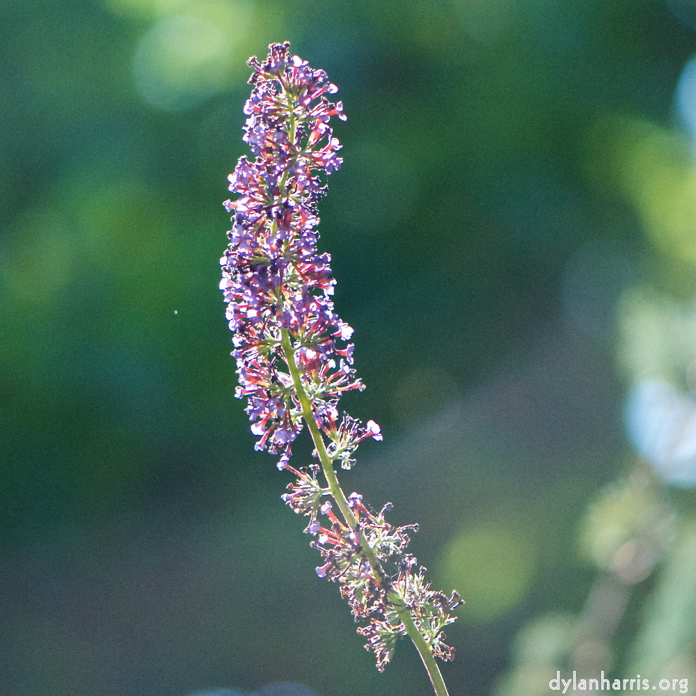 Image: Image 'escher blummen (cix) 4'.