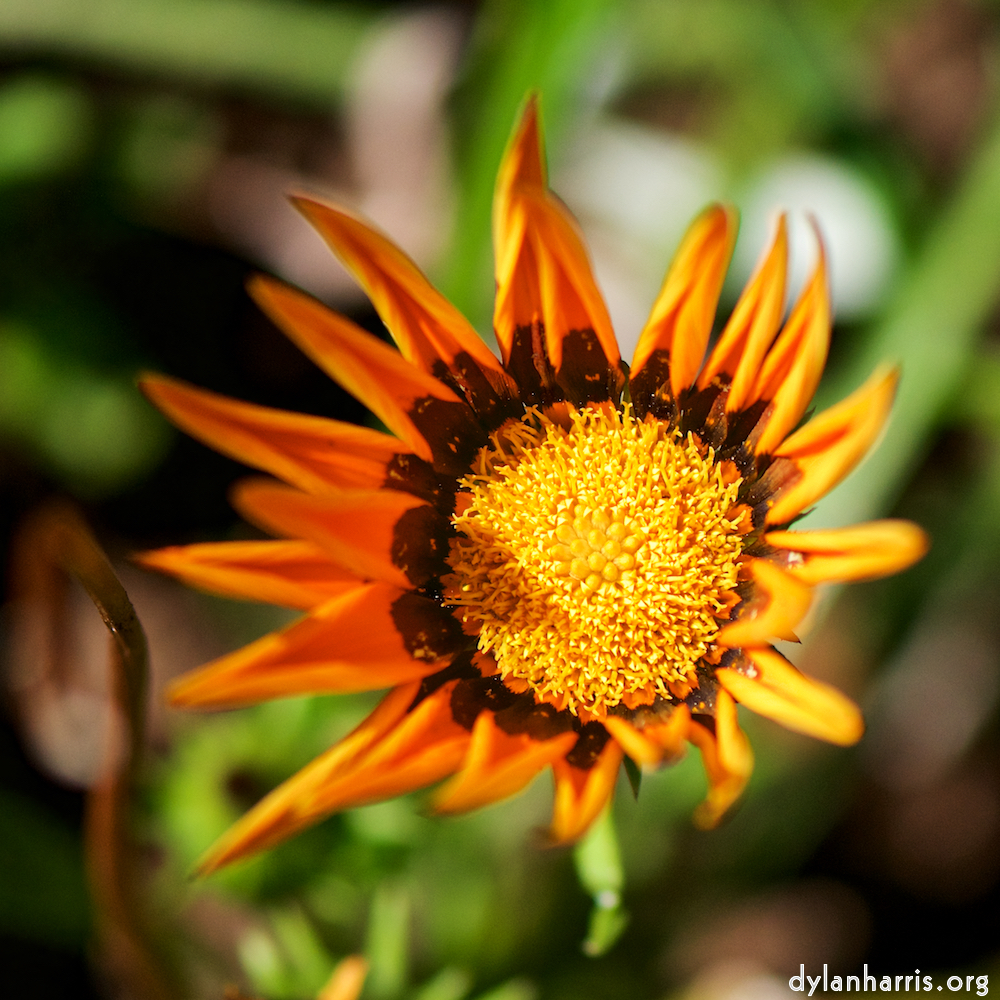 Image: Image 'escher blummen (cix) 5'.