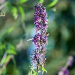 Image: Second image from the photoset 'escher blummen (cix)'.