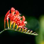 Image: Third image from the photoset 'escher blummen (cix)'.