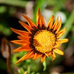 Image: Fifth image from the photoset 'escher blummen (cix)'.