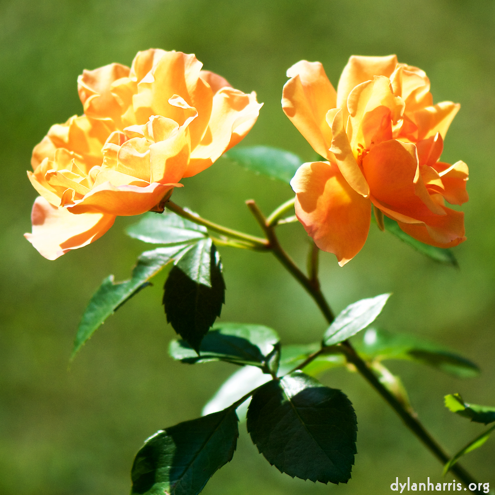 Image: Image 'escher blummen (cx) 1'.