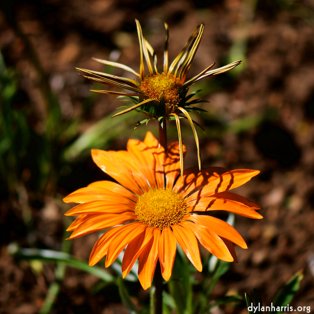 image: This is ‘
escher blummen (cx) 4
’.