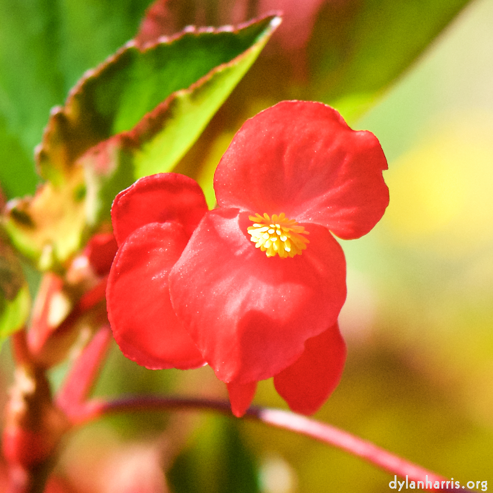 image: This is ‘
escher blummen (cx) 6
’.