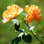 Image: First image from the photoset 'escher blummen (cx)'.