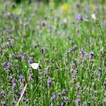 Image: Second image from the photoset 'escher blummen (cx)'.