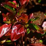 Image: Third image from the photoset 'escher blummen (cx)'.