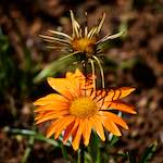 Image: Fourth image from the photoset 'escher blummen (cx)'.