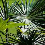 Image: Fifth image from the photoset 'escher blummen (cx)'.