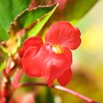 Image: Sixth image from the photoset 'escher blummen (cx)'.