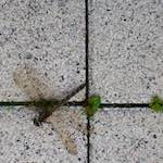 image: Image from the photoset ‘
way to work (vii)
’.