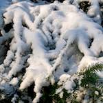 image: Image from the photoset ‘
parc (x)
’.