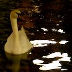 Image: Second image from the photoset 'amsterdam (xix)'.