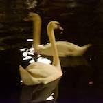 Image: Fourth image from the photoset 'amsterdam (xix)'.