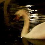 Image: Fifth image from the photoset 'amsterdam (xix)'.