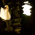 Image: First image from the photoset 'amsterdam (xx)'.