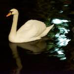 Image: Third image from the photoset 'amsterdam (xx)'.