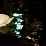 Image: Fifth image from the photoset 'amsterdam (xx)'.