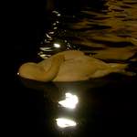 Image: Sixth image from the photoset 'amsterdam (xx)'.