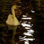 Image: Eighth image from the photoset 'amsterdam (xx)'.