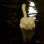 Image: Ninth image from the photoset 'amsterdam (xx)'.