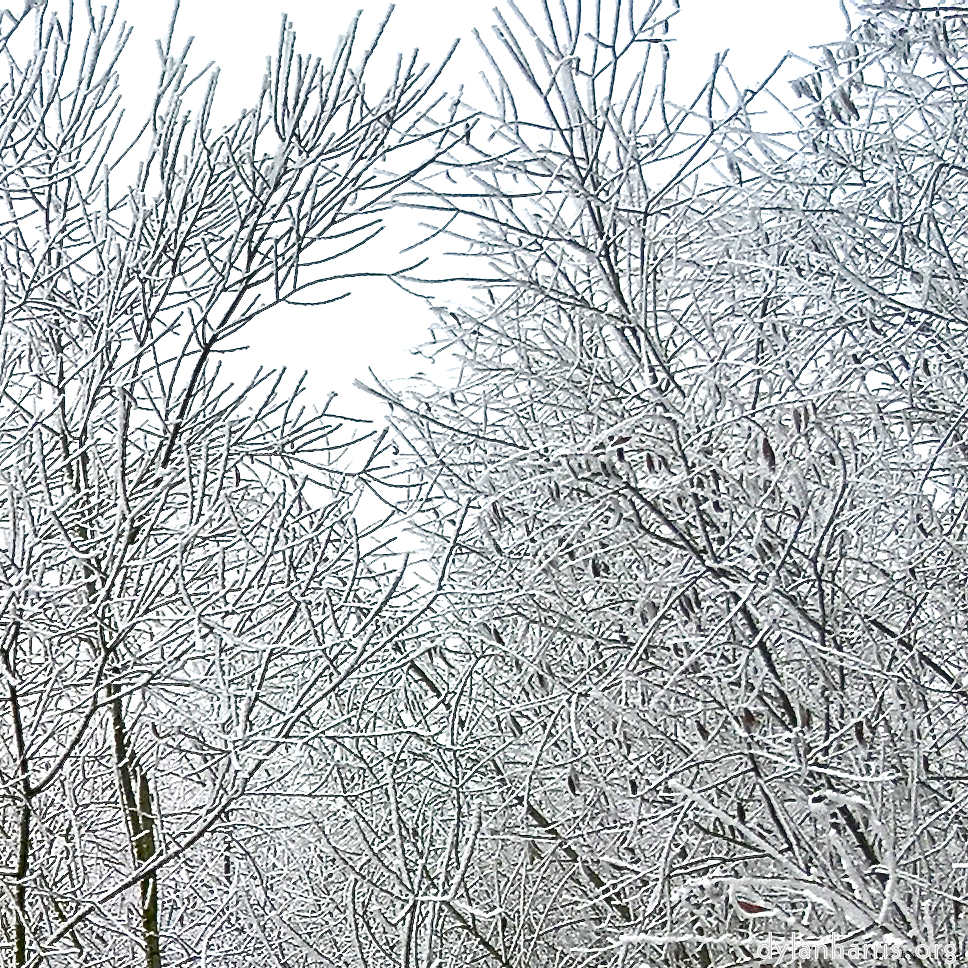 Image: Image 'wood (xvi) 1'.