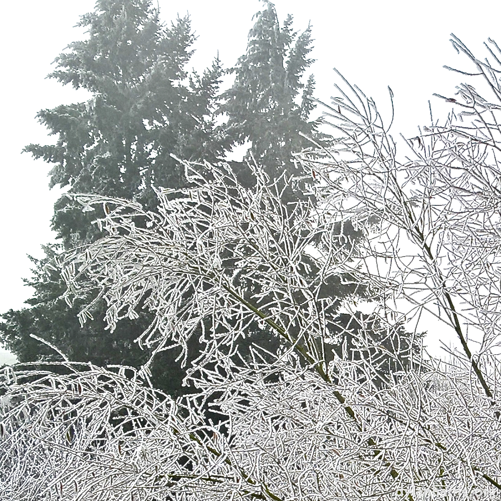 Image: Image 'wood (xvi) 2'.