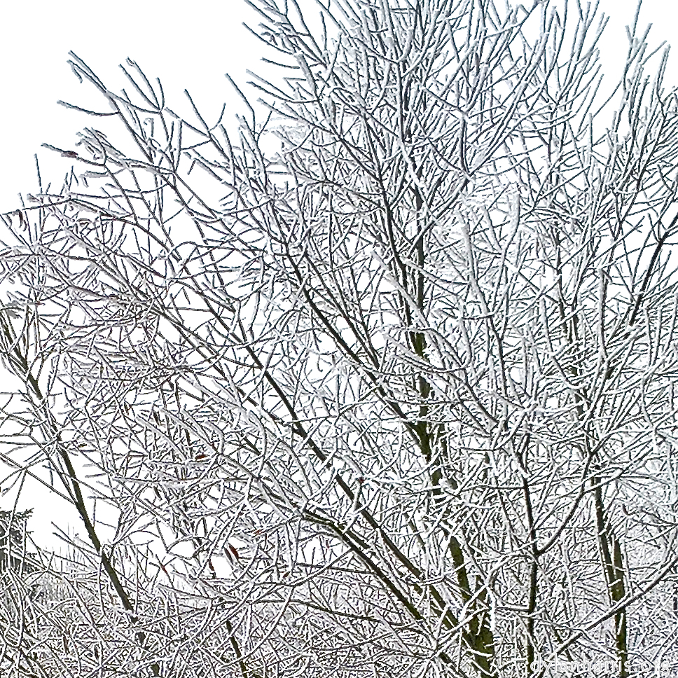 Image: Image 'wood (xvi) 3'.