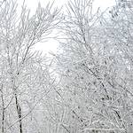 image: Image from the photoset ‘
wood (xvi)
’.