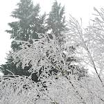 image: Image from the photoset ‘
wood (xvi)
’.