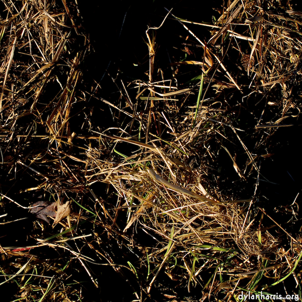 image: This is ‘
swineshead (i) 1
’.