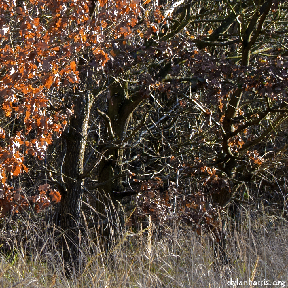 image: This is ‘
swineshead (i) 2
’.